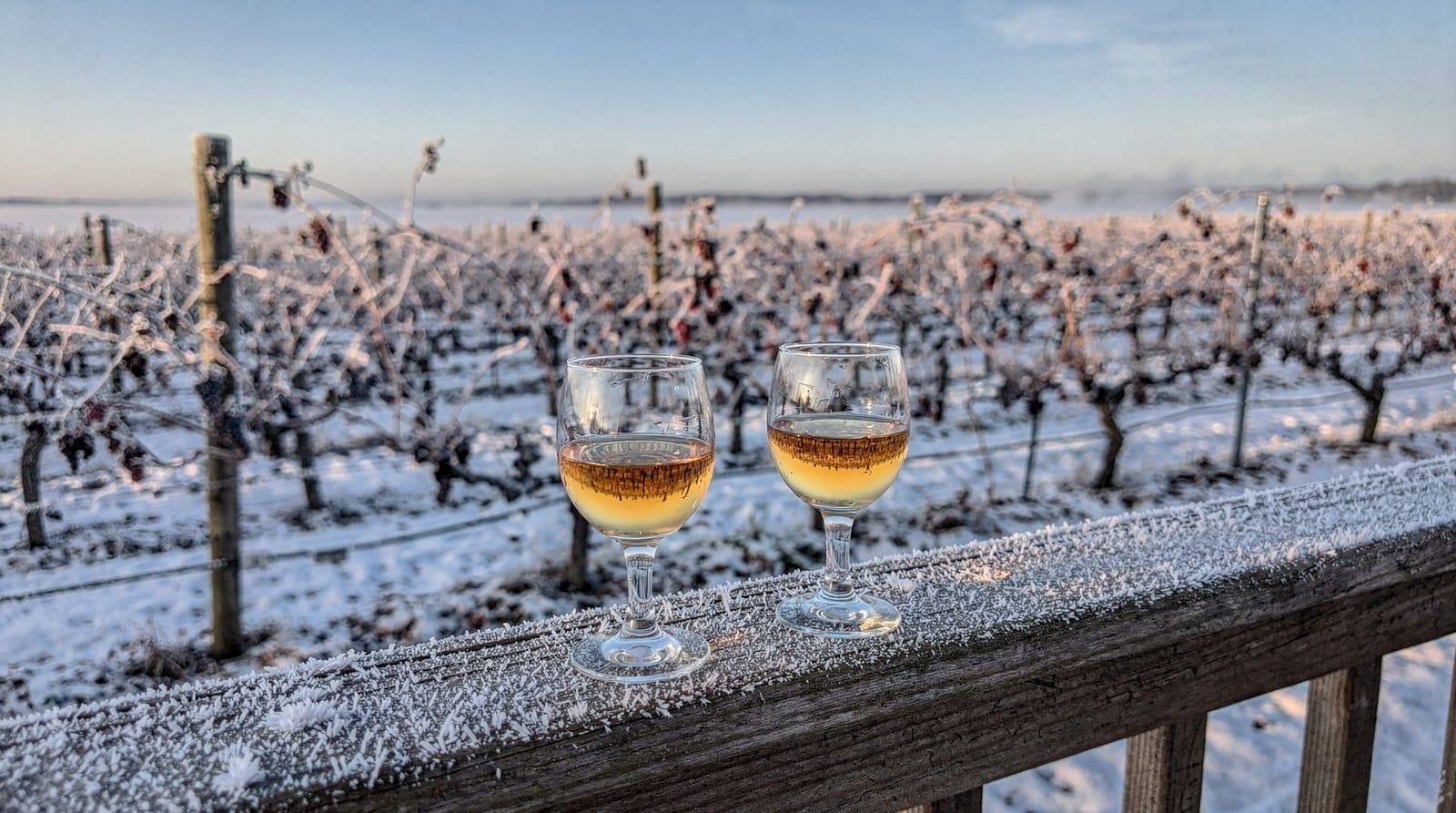 Icewine in Niagara: de complete gids — Hoe Niagara-icewine echt wordt gemaakt, waarom het zo duur is, en waar je het pr