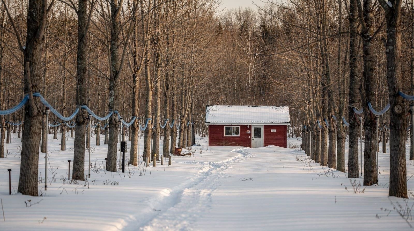 Ahornsiroopboerderijen bij Toronto — Waar je echte ahornsiroopproductie ziet bij Toronto — Kortright Centre, Bruce's 