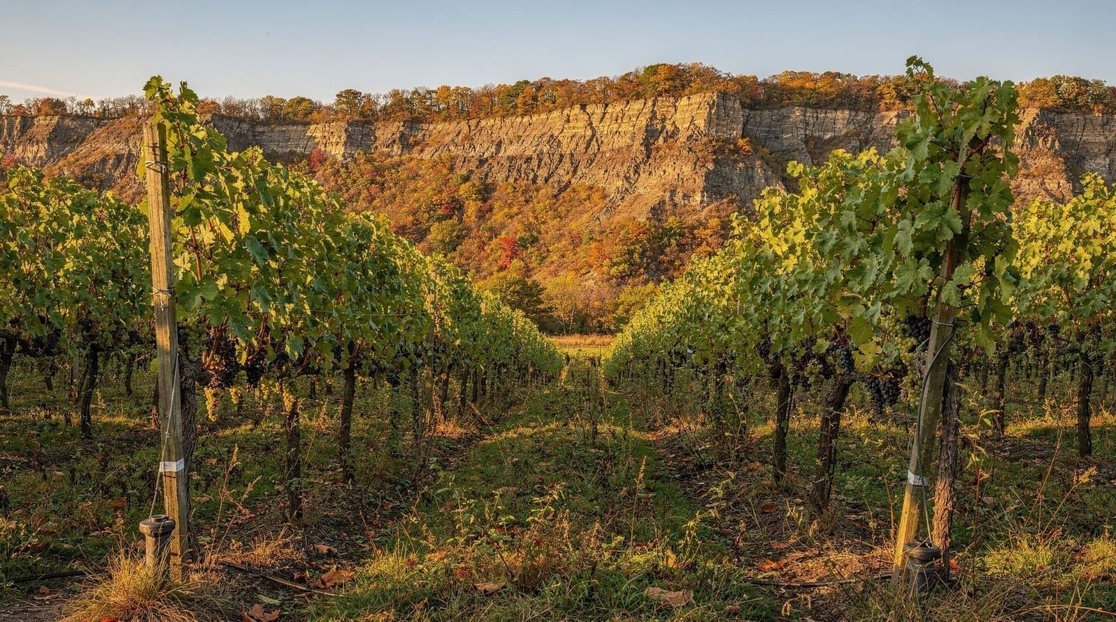 Gids voor wijnstreek Niagara — Niagara's wijnstreek uitgelegd — VQA-appellaties, welke subregio's te kiezen, en