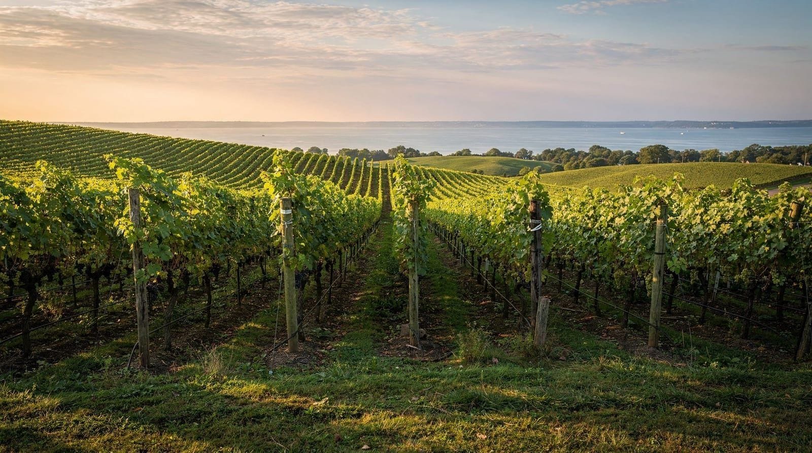 Wijngids Prince Edward County — De door kalksteen gedreven wijncultuur van Prince Edward County — 40-plus wijnhu